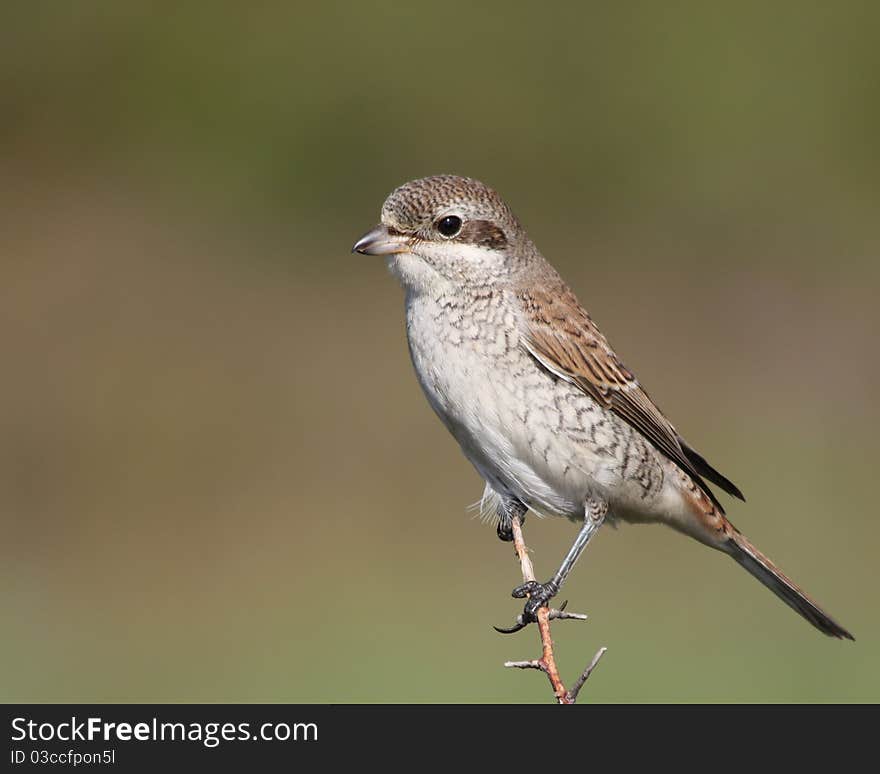 Red-backed shrike on a branch. Close-up