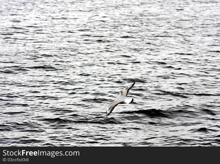 Seagull with background of the sea