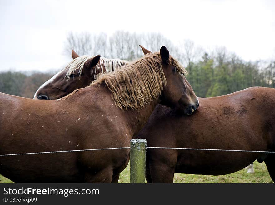 Pair of  Horses