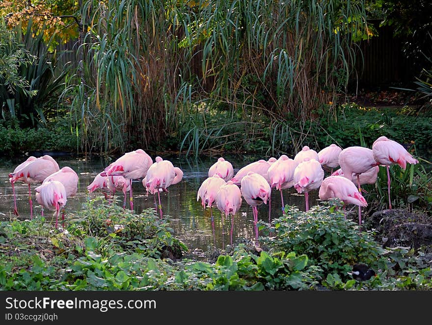 Flamingos