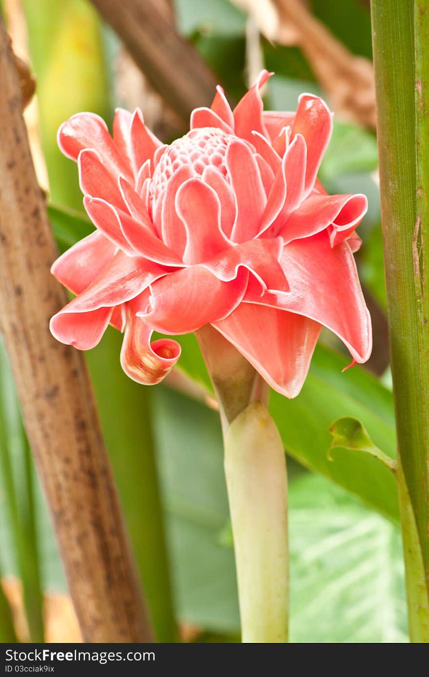 Torch Ginger flower in the garden. Torch Ginger flower in the garden