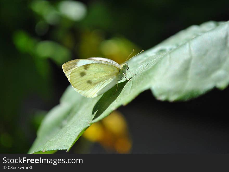 Adult Cabbage White Butterfly