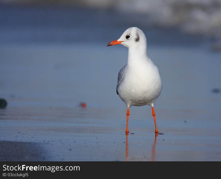 Black-headed gull (chroicocephalus ridibundus) standing on beach in morning light