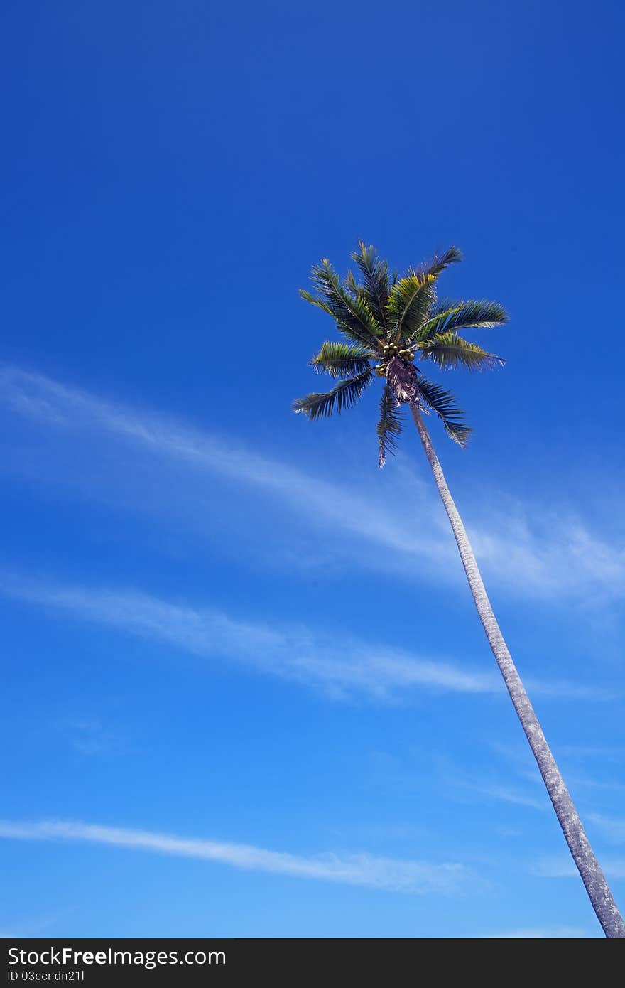 View of coconut and blue sky