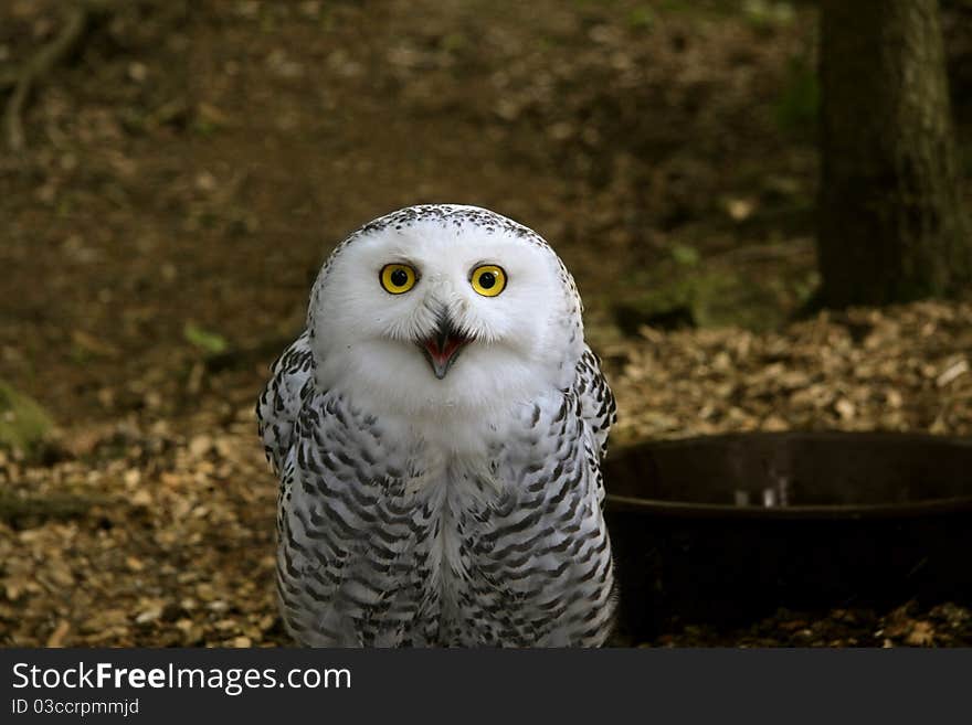 Snowy owl on dark background