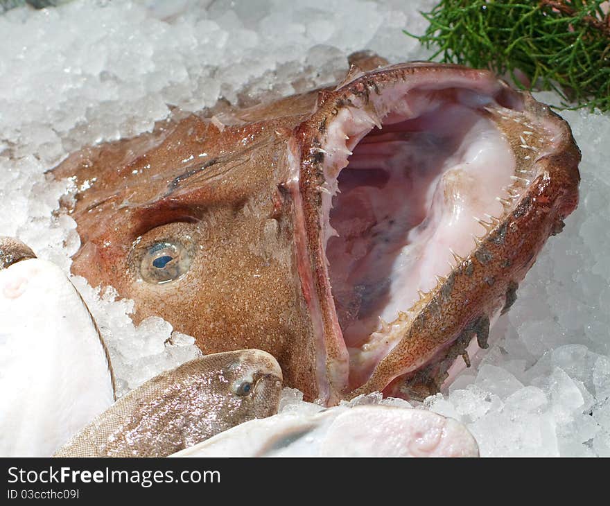 Frozen sea fish in ice. Frozen sea fish in ice