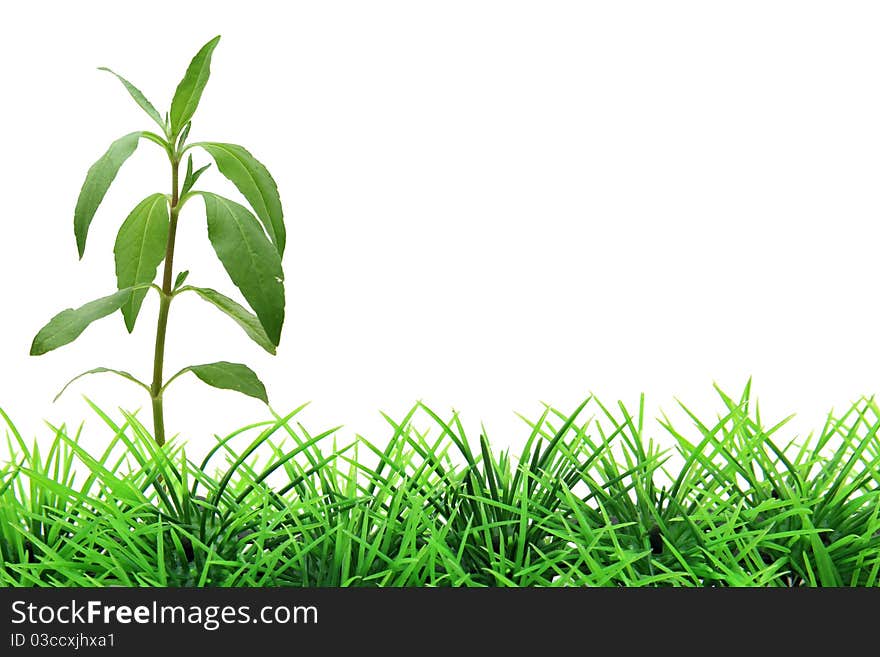 Isolated tree on green grass. Isolated tree on green grass