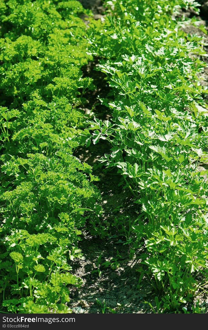 Fresh green parsley leaves. The green background. Fresh green parsley leaves. The green background