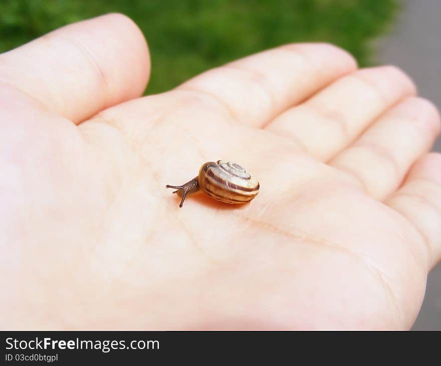 Snail on hand