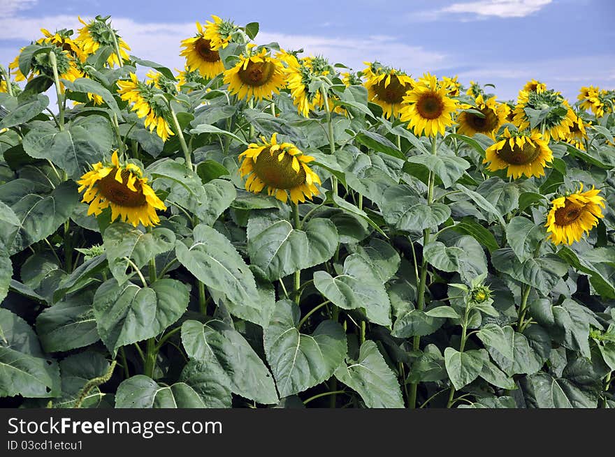 A Sunflower crop, projected to be a record one. Photographed in South Africa. A Sunflower crop, projected to be a record one. Photographed in South Africa.