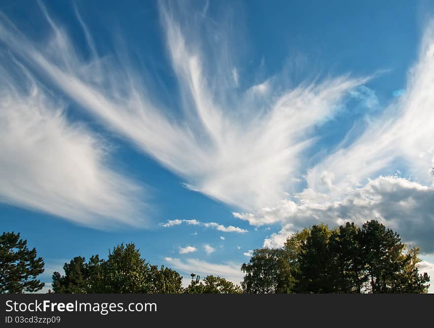 Sky with nicely shaped clouds above the treetops. Sky with nicely shaped clouds above the treetops