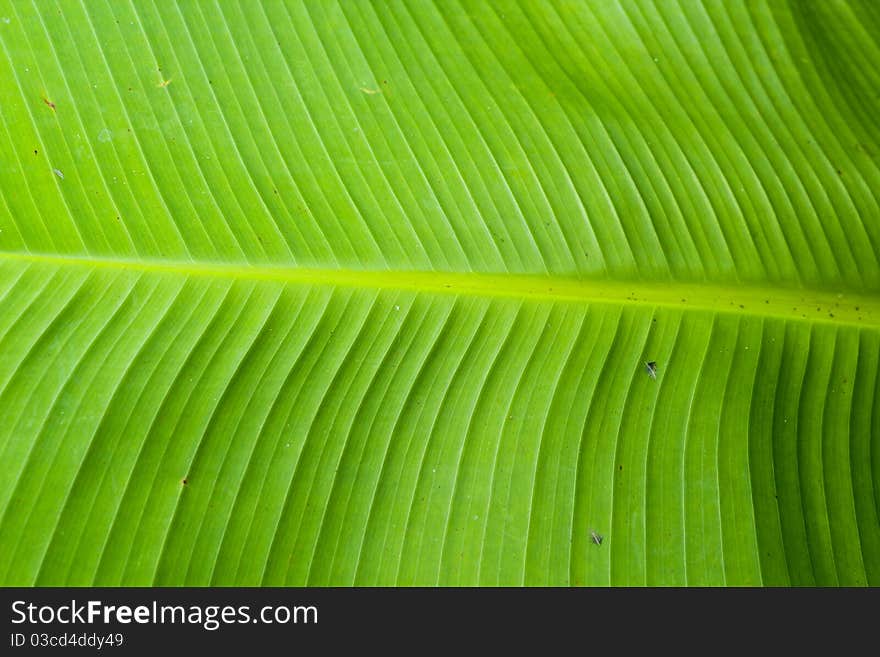 Green banana leaves from nature