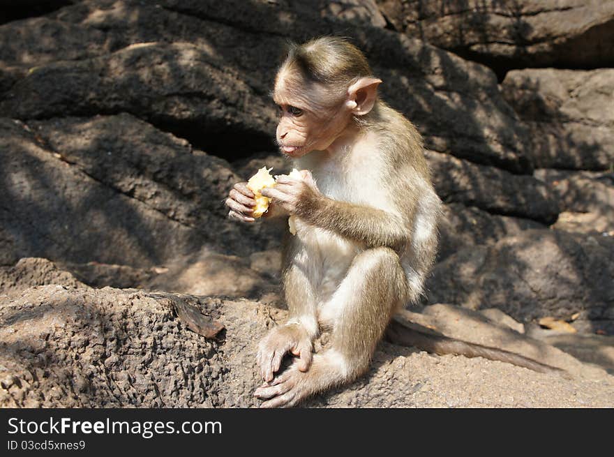 The little monkey eating a banana in the mountains