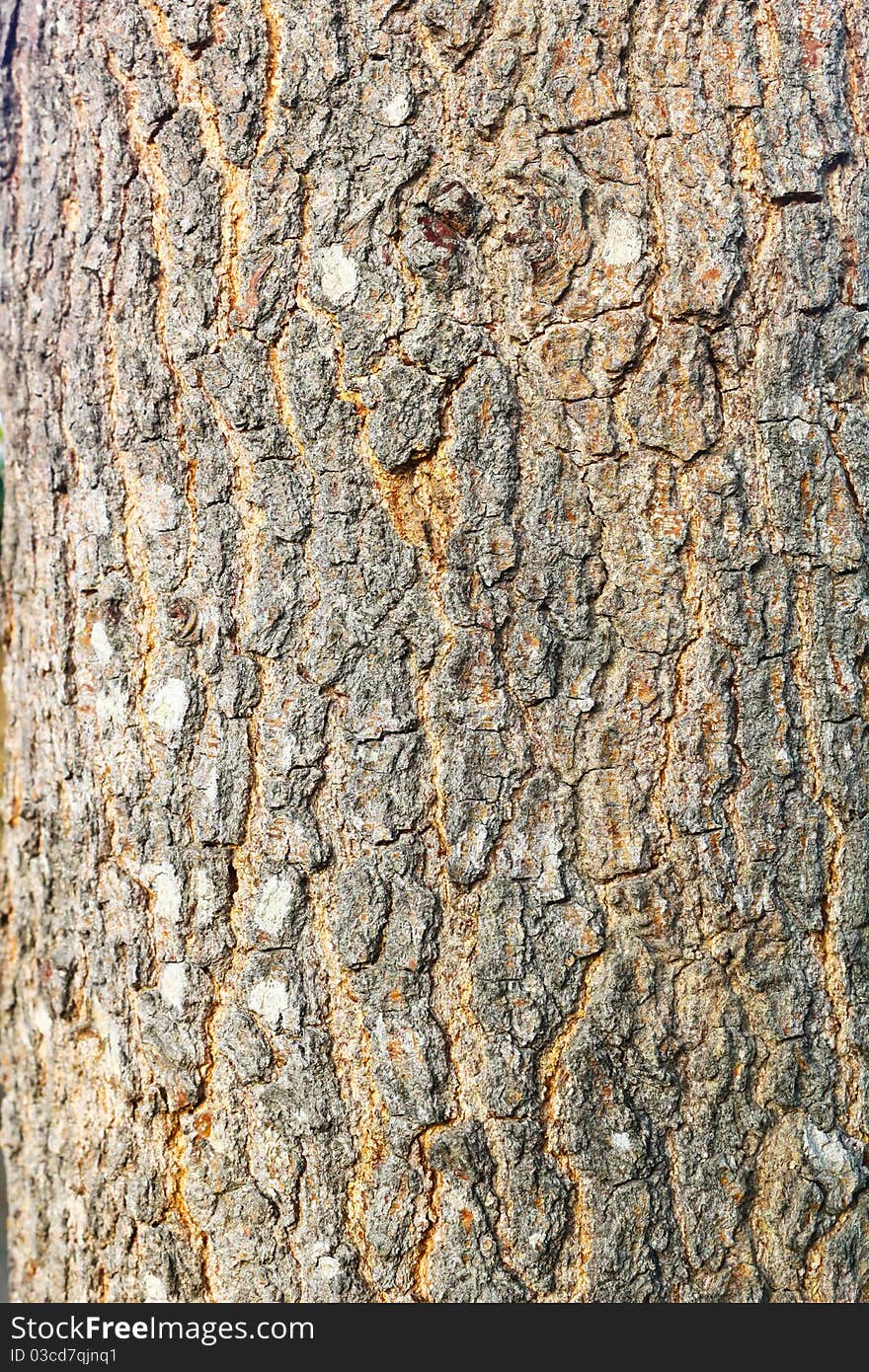 Bark of tree form nature