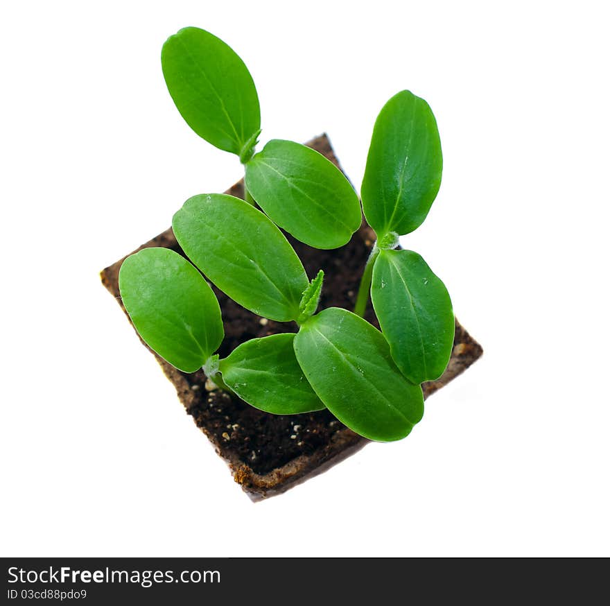 Green Shoots Of Cucumber