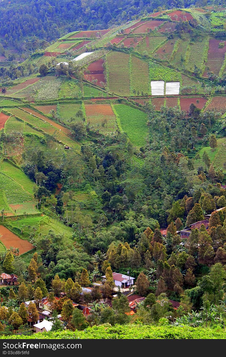 Pattern of green field