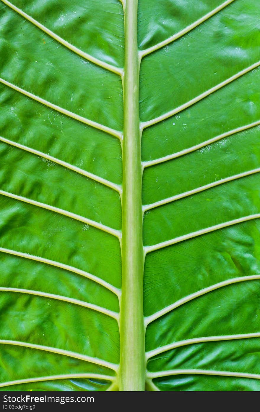 Tropical Leaf Veins