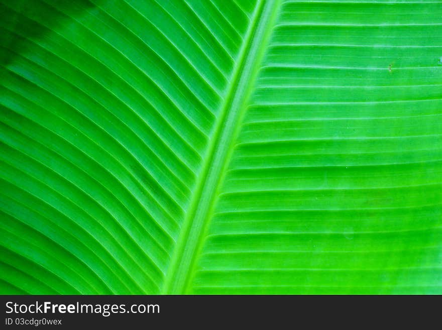 Green banana leaves from nature