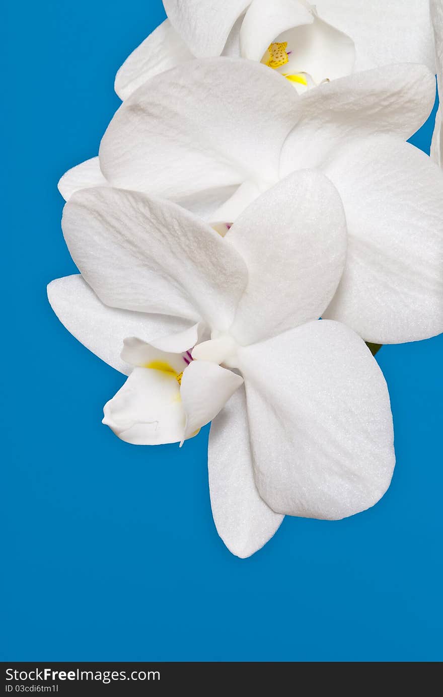 Detail Of White Orchid