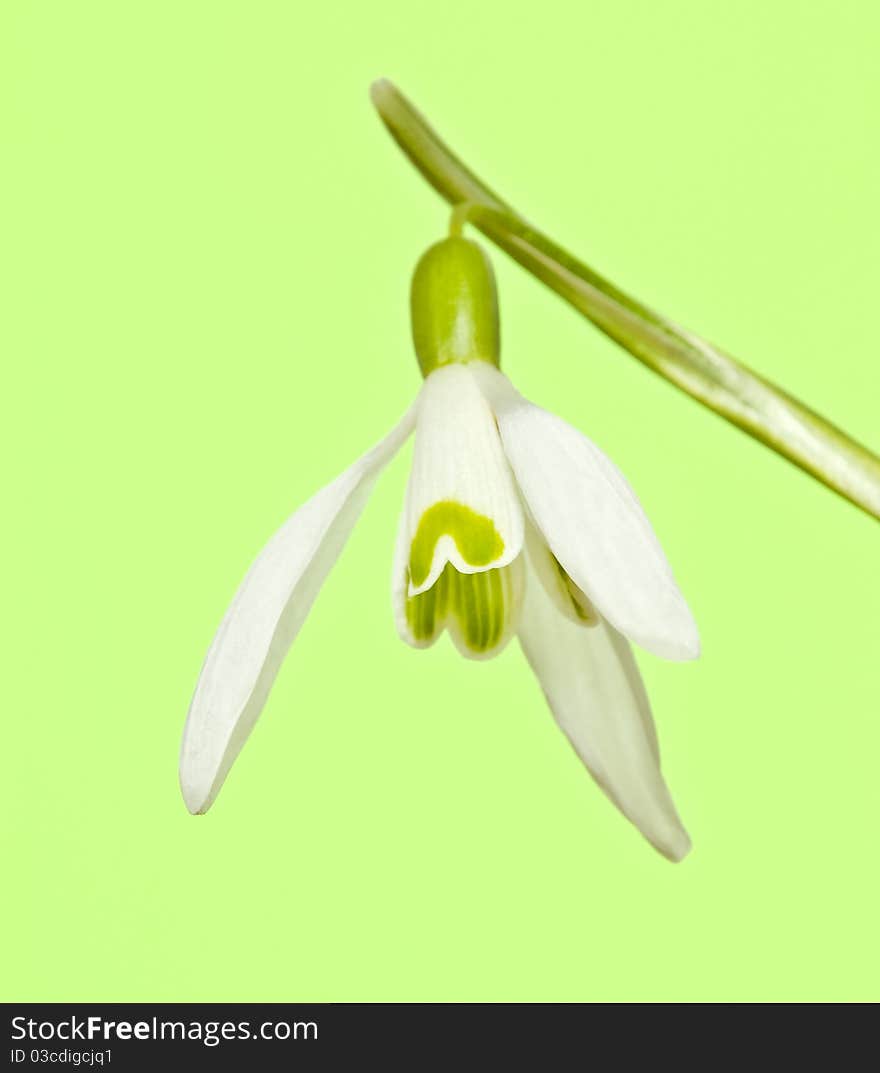 Snowdrop