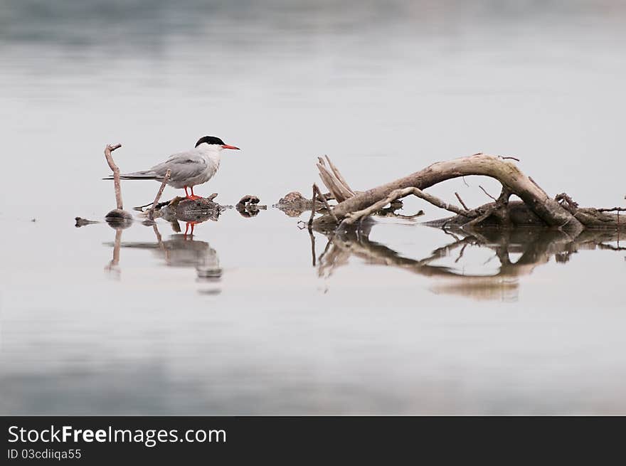 Larus ridibundus. Gull family bird.