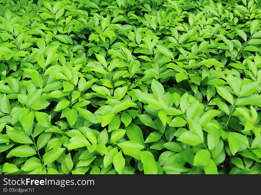 Texture of the Green Leaves