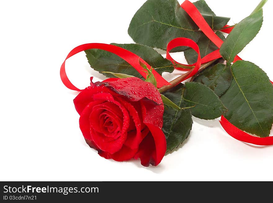 Red rose and flight isolated on a white background. Red rose and flight isolated on a white background