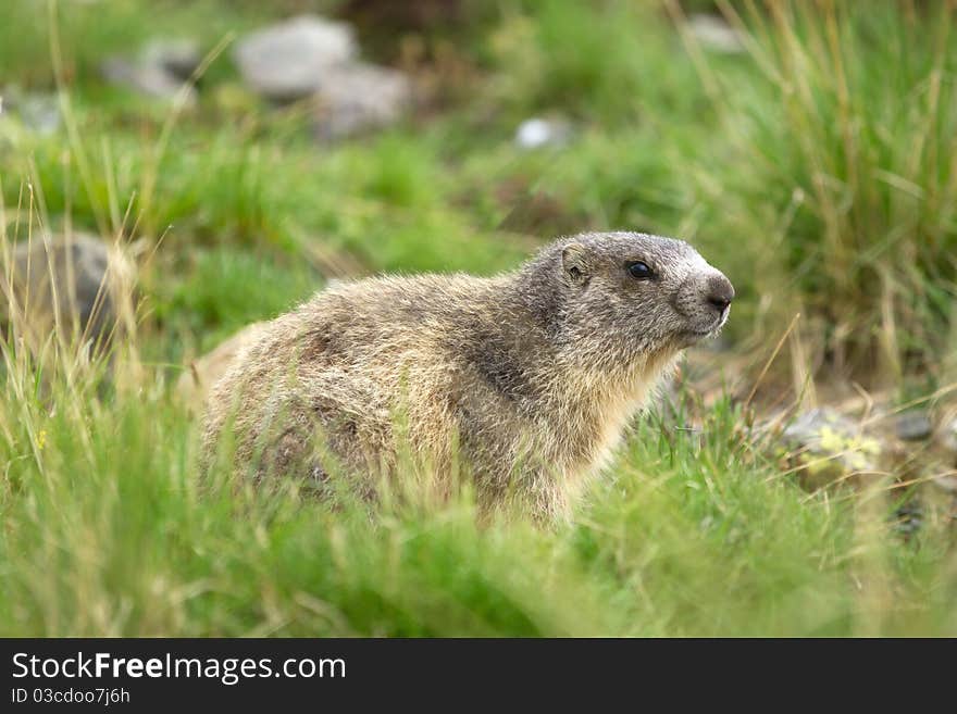 A cute marmot in the alps