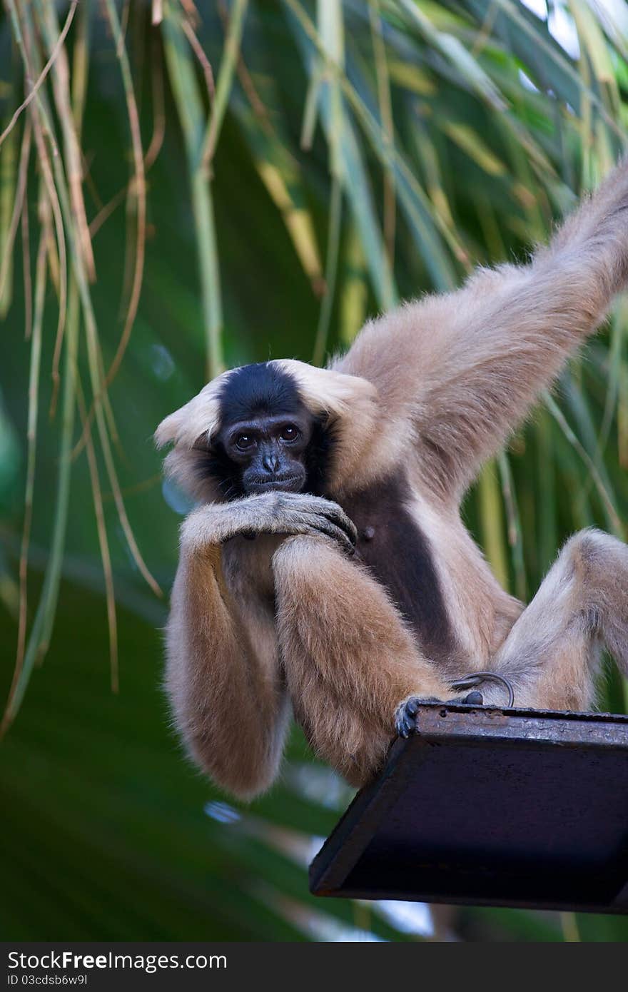 A monkey sits at the top of stares