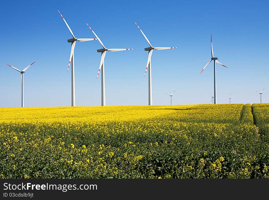 Rape seed field with wind turbines generating electricity. Rape seed field with wind turbines generating electricity