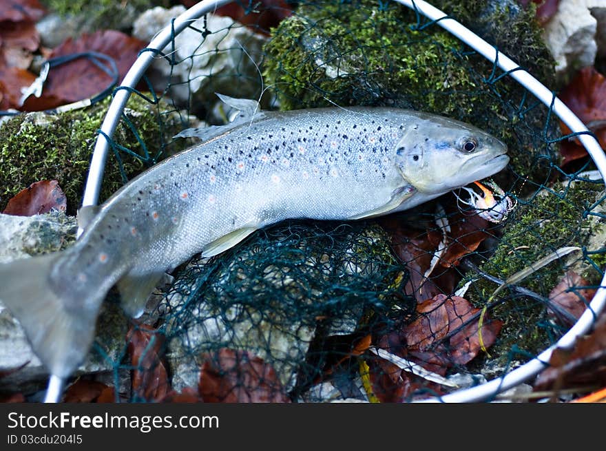 Brown trout