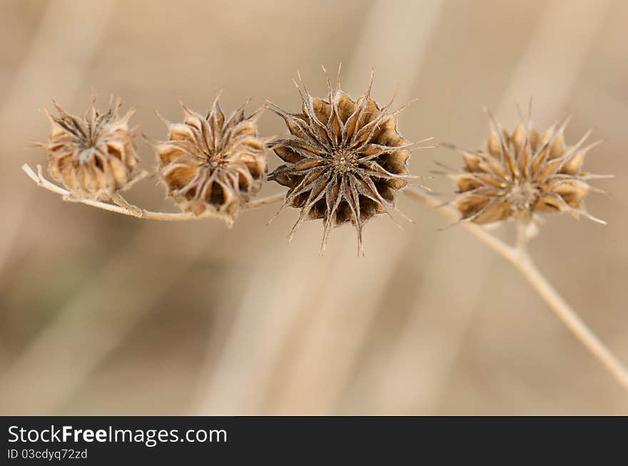 Star Shaped Flower Remnant.