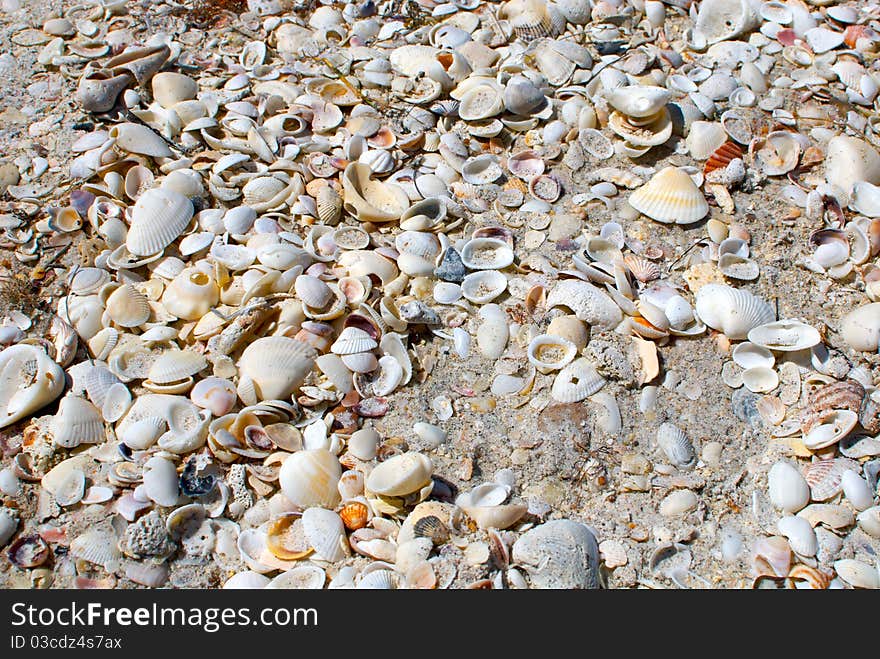 A collection of seashells on the shore of west coast Florida. A collection of seashells on the shore of west coast Florida.