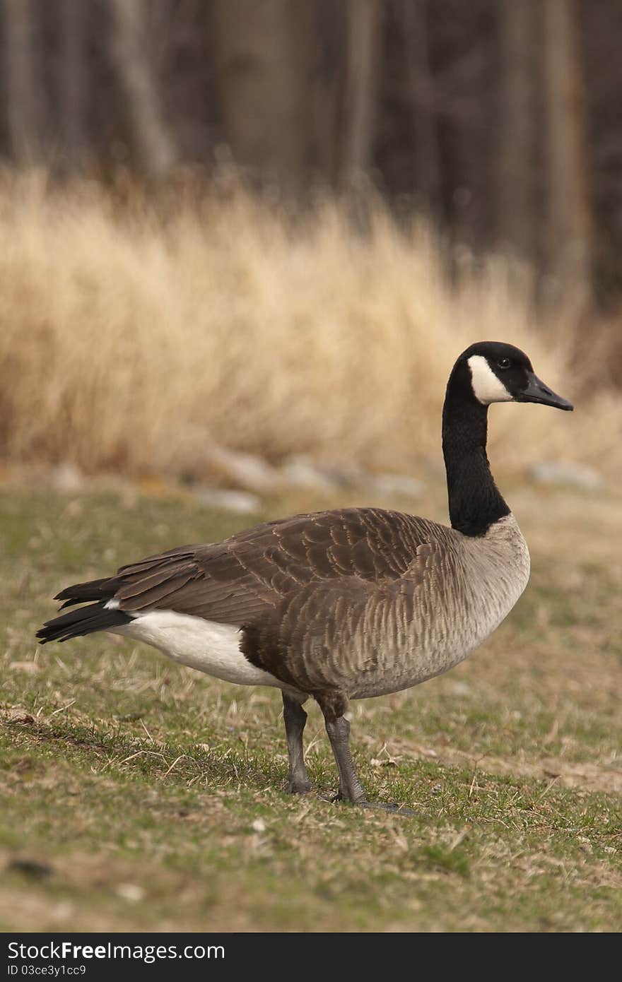 Spring Canadian Goose