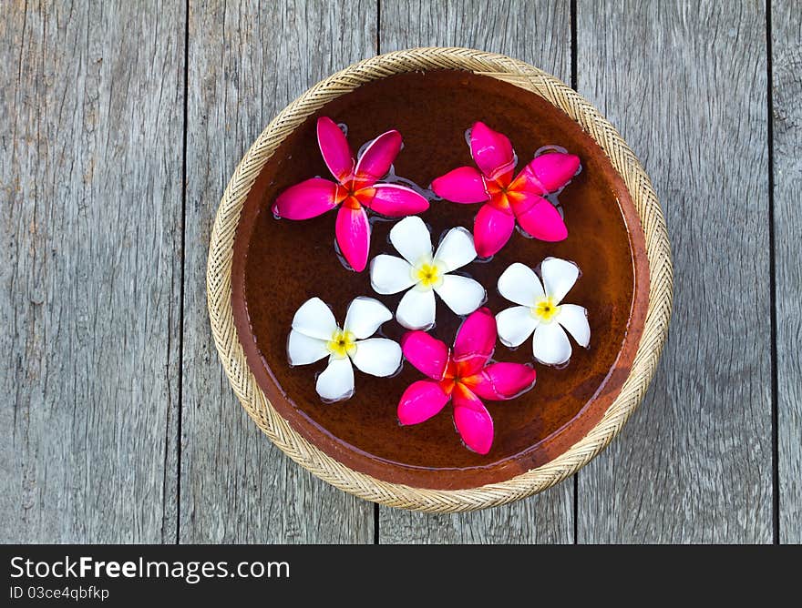 Colorful Plumeria Flower