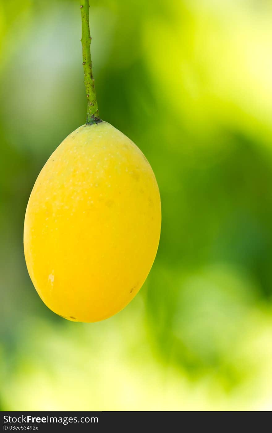 Mayong or Marian plum, popular fruit during summer