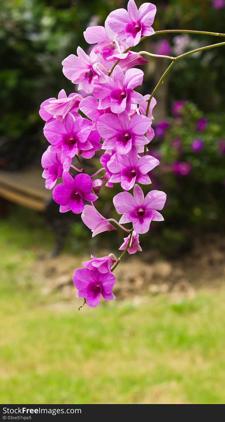 Beautiful Orchid