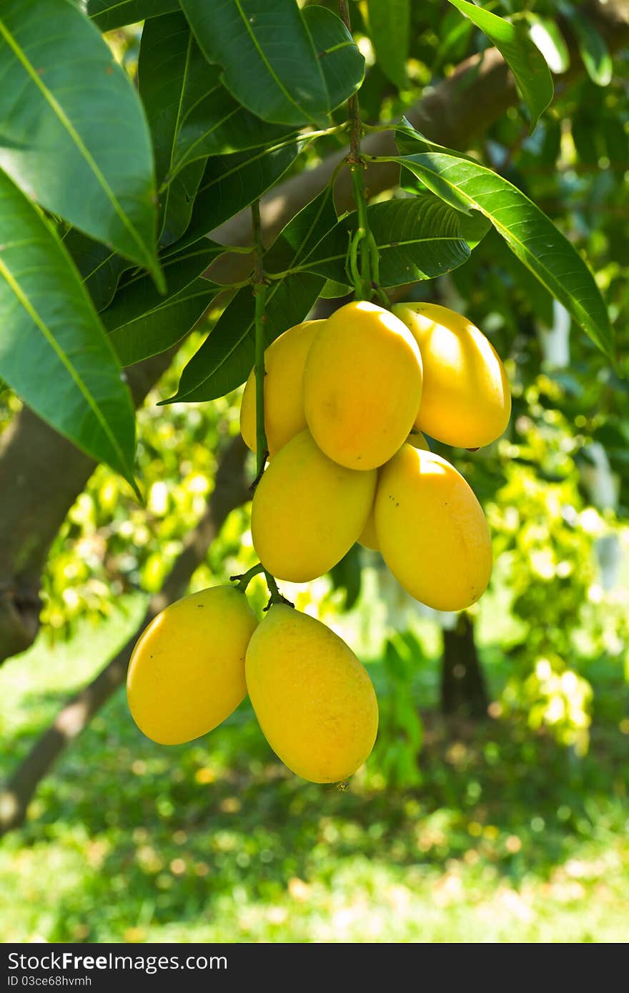 Mayong or Marian plum, the popular fruit during summer in Thailand