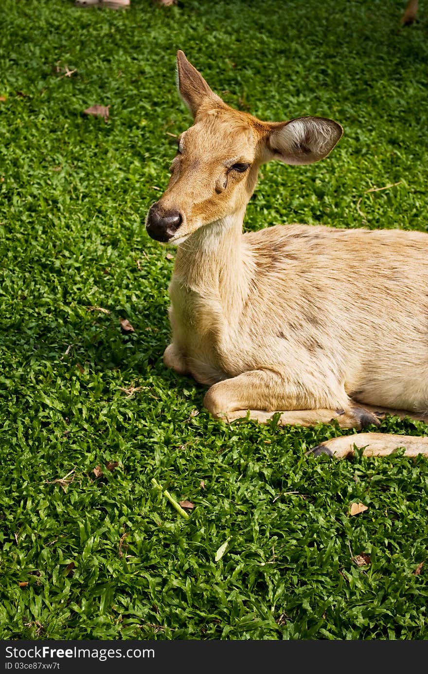 Antler deer on some glass.