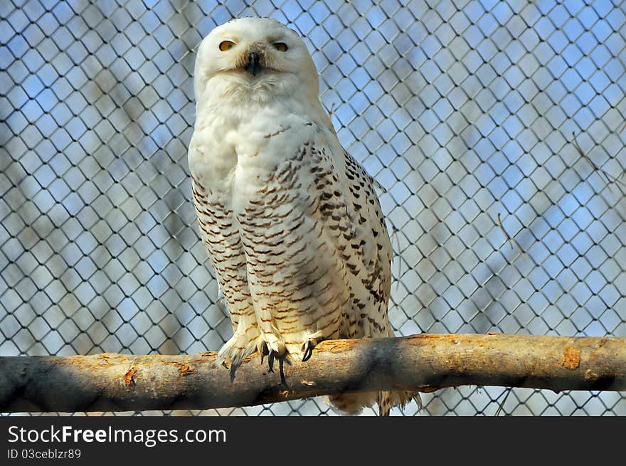 White owl standing on branch in a zoo cage