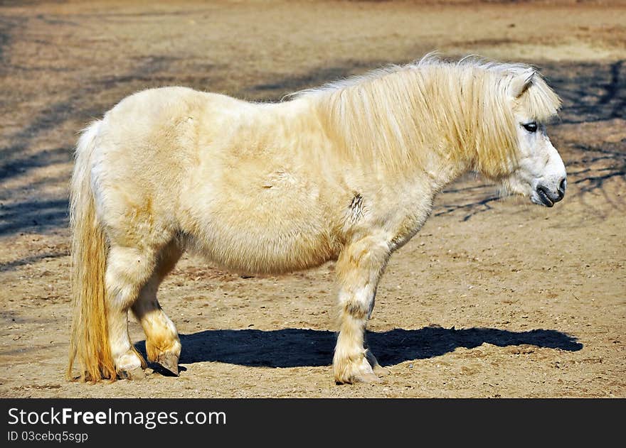 White pony walking in the sun