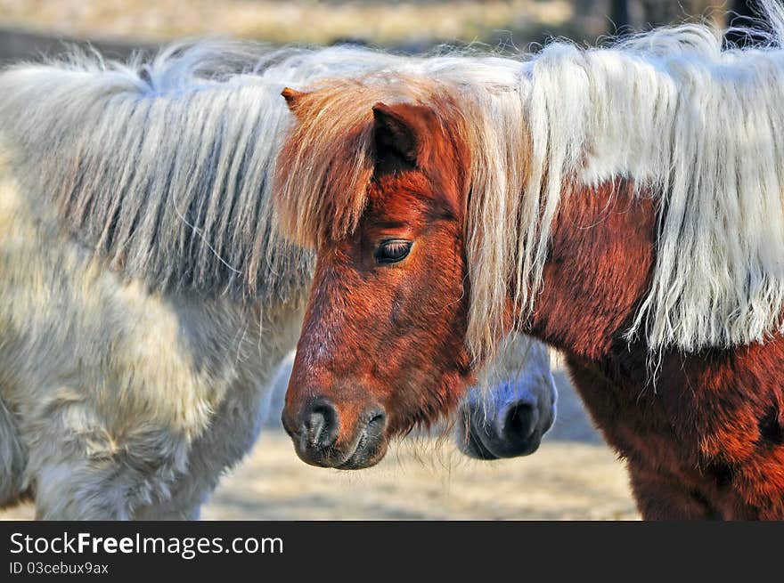 White and brown pony horses detail. White and brown pony horses detail