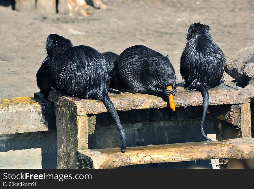 Coypu family having launch and getting wet in the sun. Coypu family having launch and getting wet in the sun