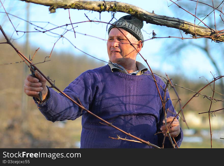 Senionr countryside winemaker pruning twigs in a wineyard. Senionr countryside winemaker pruning twigs in a wineyard.