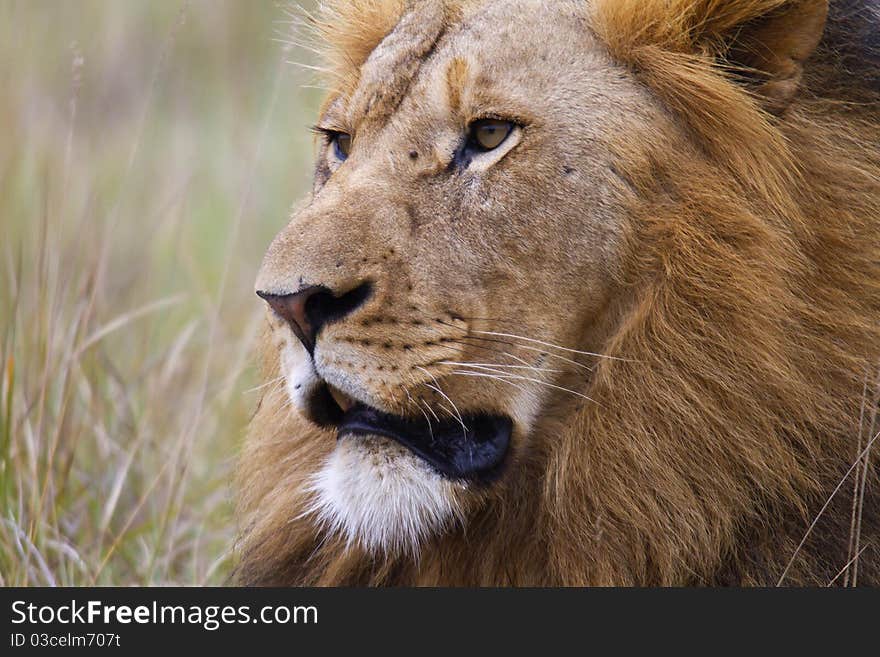 Close up image of a majestic looking male lion. Close up image of a majestic looking male lion.