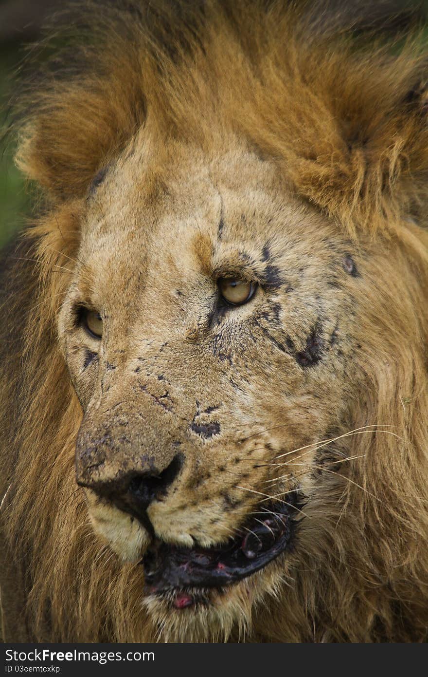 Close up image of a hardened looking male lion.