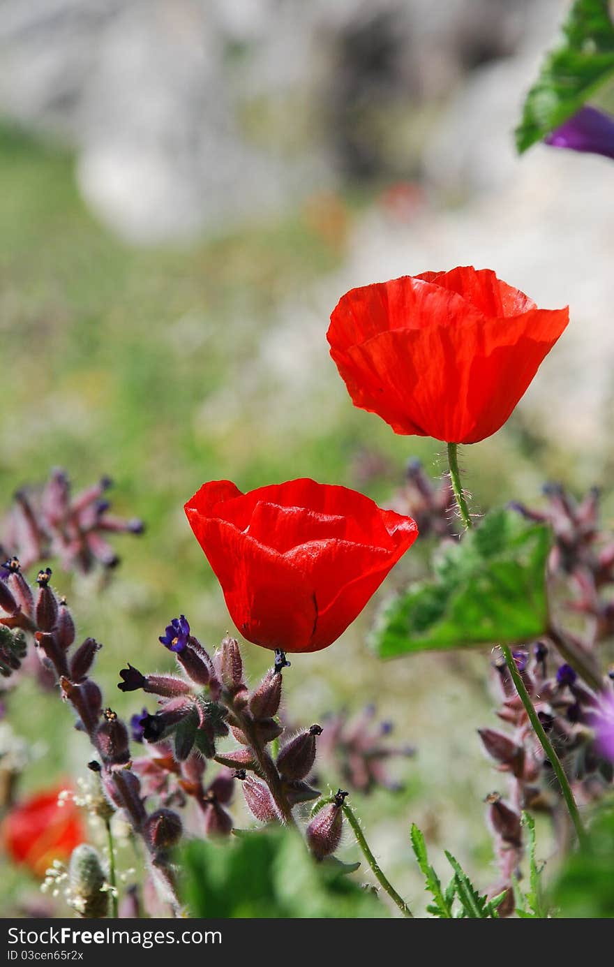 Red poppies on the field, vertical composition, selective focus