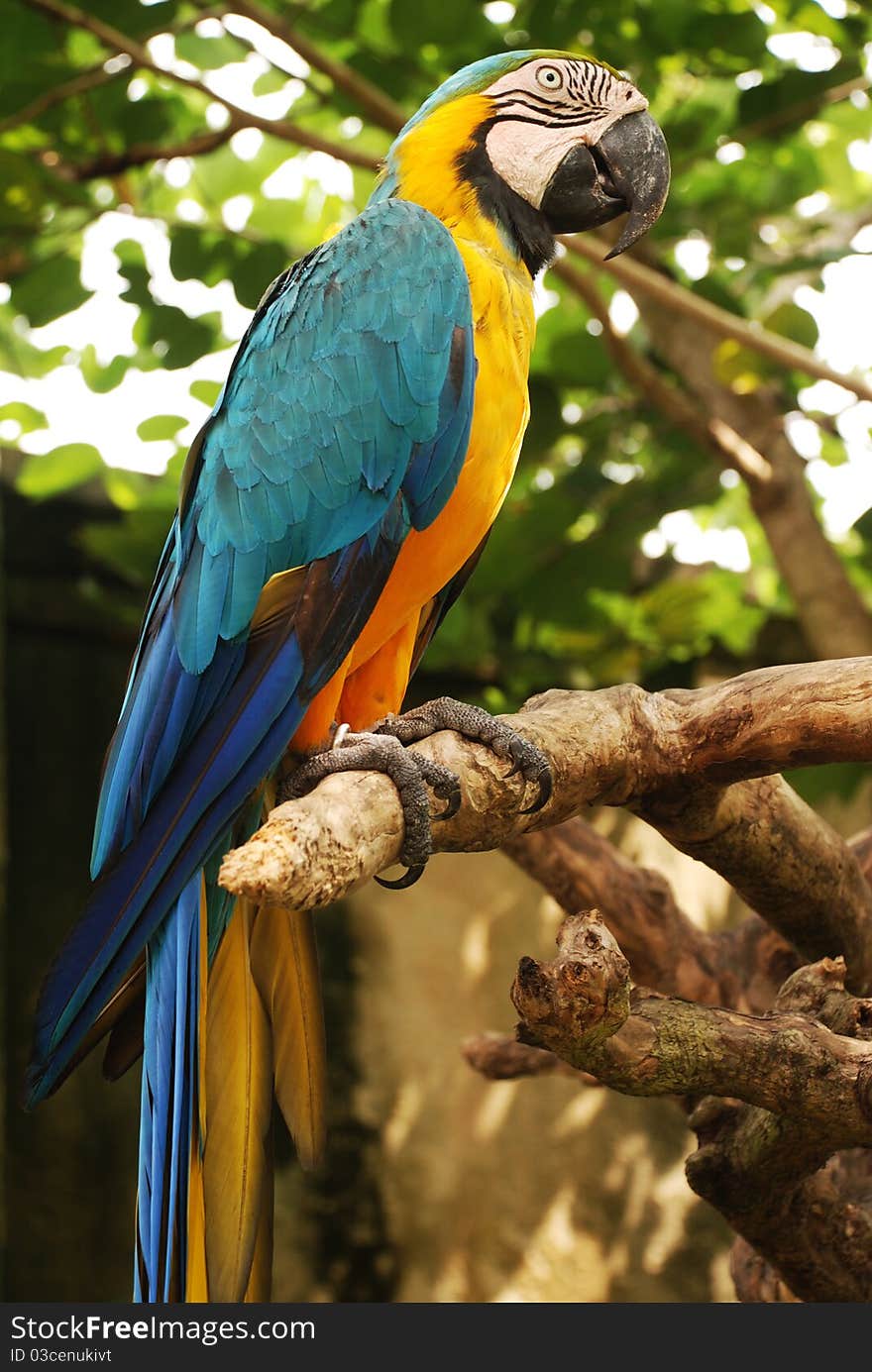 Big parrot (Green wings macaw) on a branch in tropical forest