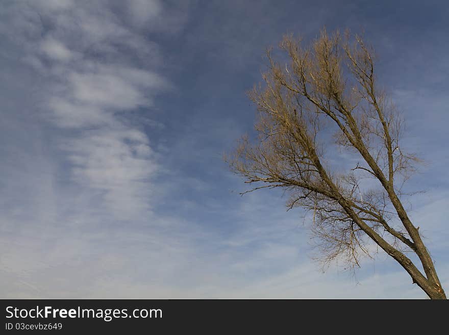 Tree and sky