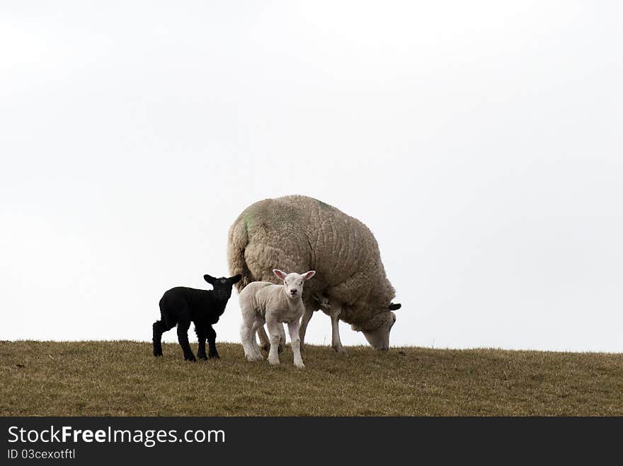 Sheep with her twin lambs in German field early springtime. Sheep with her twin lambs in German field early springtime.